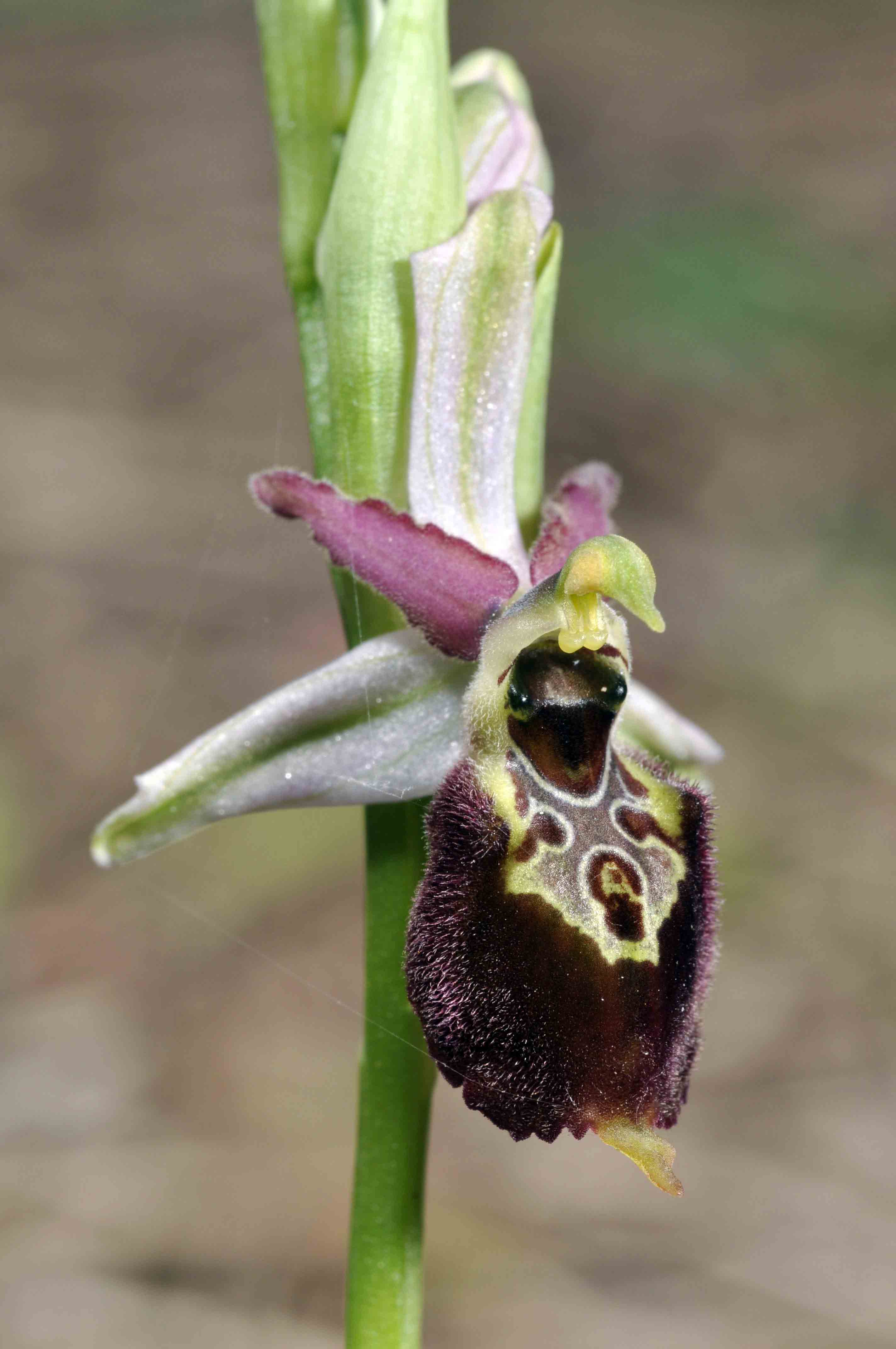 O.exaltata subsp. montis-leonis e un ibrido